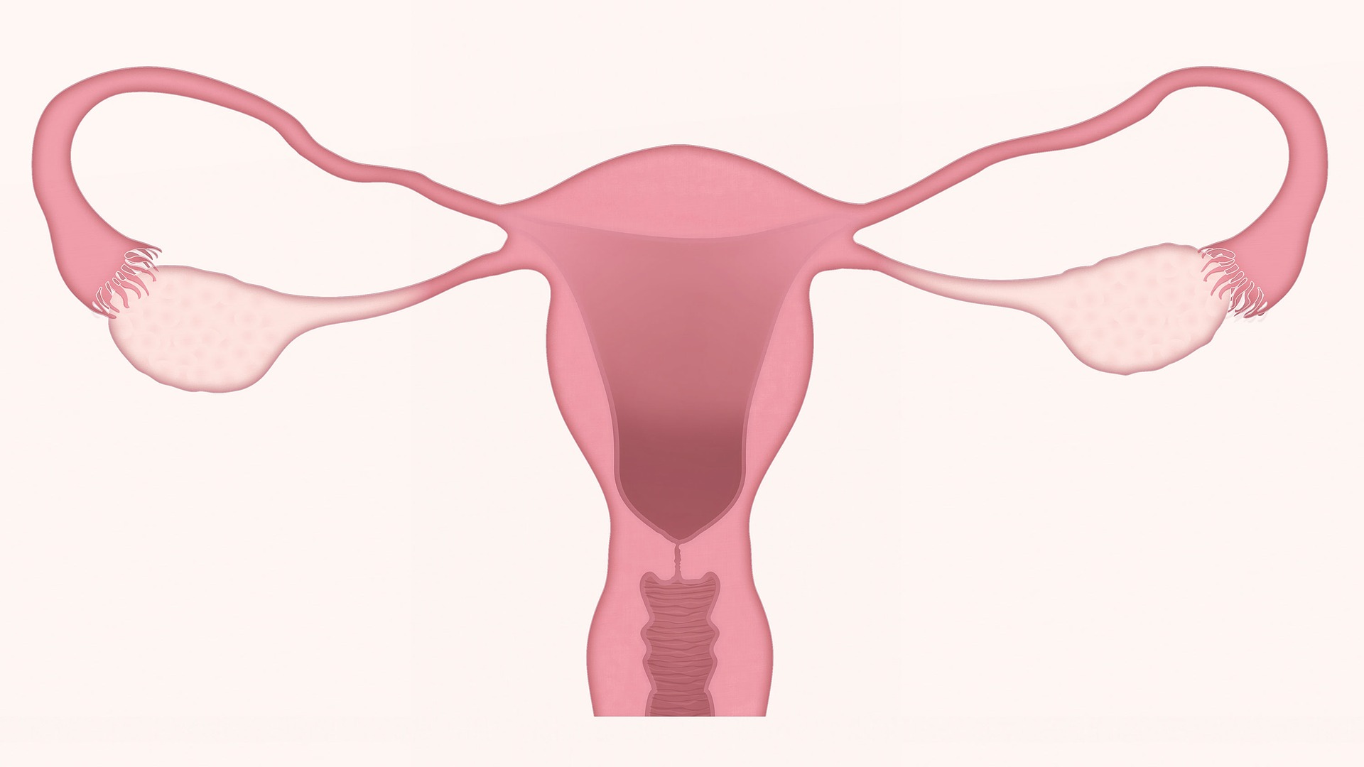 Illustration einer Gebärmutter mit Eierstöcken und Eileitern